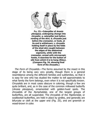 Fig. 23.—Caterpillar of Anosia
plexippus, undergoing change into
chrysalis: a, caterpillar just before
rending of the skin; b, chrysalis just
before the cremaster, or hook, at
its end is withdrawn; c, chrysalis
holding itself in place by the folds
of the shed skin caught between
the edges of the abdominal
segments, while with the
cremaster, armed with microscopic
hooks, it searches for the button of
silk from which it is to hang (Riley).
(Compare Fig. 24, showing final
form of the chrysalis.)
The Form of Chrysalids.—The forms assumed by the insect in this
stage of its being vary very greatly, though there is a general
resemblance among the different families and subfamilies, so that it
is easy for one who has studied the matter to tell approximately to
what family the form belongs, even when it is not specifically known.
Chrysalids are in most cases obscure in coloring, though a few are
quite brilliant, and, as in the case of the common milkweed butterfly
(Anosia plexippus), ornamented with golden-hued spots. The
chrysalids of the Nymphalidæ, one of the largest groups of
butterflies, are all suspended. The chrysalids of the Papilionidæ, or
swallowtail butterflies, are held in place by girdles, and generally are
bifurcate or cleft at the upper end (Fig. 25), and are greenish or
wood-brown in color.
 