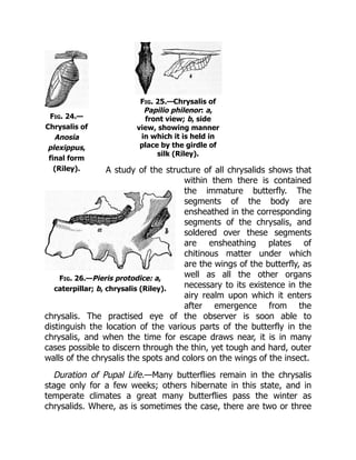 Fig. 24.—
Chrysalis of
Anosia
plexippus,
final form
(Riley).
Fig. 26.—Pieris protodice: a,
caterpillar; b, chrysalis (Riley).
Fig. 25.—Chrysalis of
Papilio philenor: a,
front view; b, side
view, showing manner
in which it is held in
place by the girdle of
silk (Riley).
A study of the structure of all chrysalids shows that
within them there is contained
the immature butterfly. The
segments of the body are
ensheathed in the corresponding
segments of the chrysalis, and
soldered over these segments
are ensheathing plates of
chitinous matter under which
are the wings of the butterfly, as
well as all the other organs
necessary to its existence in the
airy realm upon which it enters
after emergence from the
chrysalis. The practised eye of the observer is soon able to
distinguish the location of the various parts of the butterfly in the
chrysalis, and when the time for escape draws near, it is in many
cases possible to discern through the thin, yet tough and hard, outer
walls of the chrysalis the spots and colors on the wings of the insect.
Duration of Pupal Life.—Many butterflies remain in the chrysalis
stage only for a few weeks; others hibernate in this state, and in
temperate climates a great many butterflies pass the winter as
chrysalids. Where, as is sometimes the case, there are two or three
 