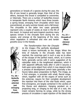 Fig. 27.—
Chrysalis of
Pieris
oleracea
(Riley.)
Fig. 28.—
Butterfly
(Papilio
asterias)
just
emerging
from
chrysalis.
generations or broods of a species during the year, the
life of one brood is generally longer than that of the
others, because this brood is compelled to overwinter,
or hibernate. There are a number of butterflies known
in temperate North America which have three broods:
a spring brood, emerging from chrysalids which have
overwintered; an early summer brood; and a fall brood.
The chrysalids in the latter two cases generally
represent only a couple of weeks at most in the life of
the insect. In tropical and semi-tropical countries many
species remain in the chrysalis form during the dry
season, and emerge at the beginning of the rains,
when vegetation is refreshed and new and tender
growths occur in the forests.
The Transformation from the Chrysalis
to the Imago.—The perfectly developed
insect is known technically as the imago. When the
time of maturity in the chrysalis state has been
reached, the coverings part in such a way as to allow
of the escape of the perfect insect, which, as it comes
forth, generally carries with it some suggestion of its
caterpillar state in the lengthened abdomen, which it
with apparent difficulty trails after it until it secures a
hold upon some object from which it may depend while
a process of development (which lasts generally a few
hours) takes place preparatory to flight. The imago, as
it first emerges, is provided with small, flaccid wings,
which, together with all the organs of sense such as
the antennæ, require for their complete development
the injection into them of the vital fluids which, upon
first emergence, are largely contained in the cavities of
the thorax and abdomen. Hanging pendant on a
projecting twig, or clinging to the side of a rock, the
insect remains fanning its wings, while by the strong
process of circulation a rapid injection of the blood into
 