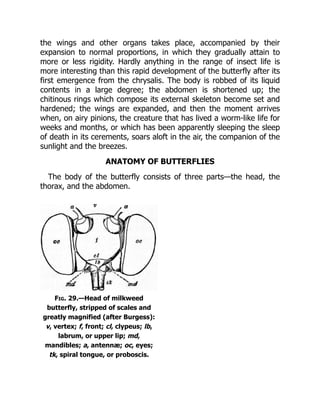 Fig. 29.—Head of milkweed
butterfly, stripped of scales and
greatly magnified (after Burgess):
v, vertex; f, front; cl, clypeus; lb,
labrum, or upper lip; md,
mandibles; a, antennæ; oc, eyes;
tk, spiral tongue, or proboscis.
the wings and other organs takes place, accompanied by their
expansion to normal proportions, in which they gradually attain to
more or less rigidity. Hardly anything in the range of insect life is
more interesting than this rapid development of the butterfly after its
first emergence from the chrysalis. The body is robbed of its liquid
contents in a large degree; the abdomen is shortened up; the
chitinous rings which compose its external skeleton become set and
hardened; the wings are expanded, and then the moment arrives
when, on airy pinions, the creature that has lived a worm-like life for
weeks and months, or which has been apparently sleeping the sleep
of death in its cerements, soars aloft in the air, the companion of the
sunlight and the breezes.
ANATOMY OF BUTTERFLIES
The body of the butterfly consists of three parts—the head, the
thorax, and the abdomen.
 