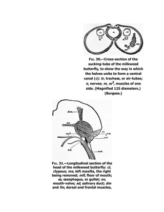 Fig. 30.—Cross-section of the
sucking-tube of the milkweed
butterfly, to show the way in which
the halves unite to form a central
canal (c): tr, tracheæ, or air-tubes;
n, nerves; m, m3, muscles of one
side. (Magnified 125 diameters.)
(Burgess.)
Fig. 31.—Longitudinal section of the
head of the milkweed butterfly: cl,
clypeus; mx, left maxilla, the right
being removed; mfl, floor of mouth;
œ, œsophagus, or gullet; ov,
mouth-valve; sd, salivary duct; dm
and fm, dorsal and frontal muscles,
 