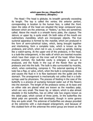 which open the sac. (Magnified 20
diameters). (Burgess.)
The Head.—The head is globular, its breadth generally exceeding
its length. The top is called the vertex; the anterior portion,
corresponding in location to the human face, is called the front.
Upon the sides of the head are situated the large compound eyes,
between which are the antennæ, or "feelers," as they are sometimes
called. Above the mouth is a smooth horny plate, the clypeus. The
labrum, or upper lip, is quite small. On both sides of the mouth are
rudimentary mandibles, which are microscopic objects. The true
suctorial apparatus is formed by the maxillæ, which are produced in
the form of semi-cylindrical tubes, which, being brought together
and interlocking, form a complete tube, which is known as the
proboscis, and which, when not in use, is curled up spirally, looking
like a watch-spring. At the upper end of the proboscis, in the head,
is a bulb-like enlargement, in the walls of which are inserted muscles
which have their origin on the inner wall of the head. When these
muscles contract, the bulb-like cavity is enlarged, a vacuum is
produced, and the fluids in the cup of the flower flow up the
proboscis and into the bulb. The bulb is also surrounded by muscles,
which, when contracting, compress it. The external opening of the
tube has a flap, or valve, which, when the bulb is compressed, closes
and causes the fluid in it to flow backward into the gullet and the
stomach. The arrangement is mechanically not unlike that in a bulb-
syringe used by physicians. The process of feeding in the case of the
butterfly is a process of pumping honeyed water out of the flowers
into the stomach. The length of the proboscis varies; at its base and
on either side are placed what are known as the maxillary palpi,
which are very small. The lower lip, or labium, which is also almost
obsolete in the butterflies, has on either side two organs known as
the labial palpi, which consist of three joints. In the butterflies the
labial palpi are generally well developed, though in some genera
they are quite small. The antennæ of butterflies are always provided
at the extremity with a club-shaped enlargement, and because of
this clubbed form of the antennæ the entire group are known as the
 
