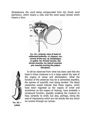 Fig. 33.—
Labial
Rhopalocera, the word being compounded from the Greek word
(ῥοπαλον), which means a club, and the word κεραζ (keras) which
means a horn.
Fig. 32.—Interior view of head of
milkweed butterfly: cl, clypeus; cor,
cornea of the eye; œ, œsophagus,
or gullet; fm, frontal muscle; dm,
dorsal muscles; lm, lateral muscles;
pm, muscles moving the palpus
(Burgess).
It will be observed from what has been said that the
head in these creatures is to a large extent the seat of
the organs of sense and alimentation. What the
function of the antennæ may be is somewhat doubtful,
the opinion of scientific men being divided. The latest
researches would indicate that these organs, which
have been regarded as the organs of smell and
sometimes as the organs of hearing, have probably a
compound function, possibly enabling the creature to
hear, certainly to smell, but also, perhaps, being the
seat of impressions which are not strictly like any which
we receive through our senses.
 