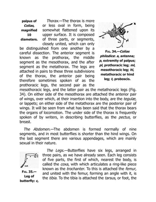 palpus of
Colias,
magnified
10
diameters.
Fig. 34.—Colias
philodice: a, antenna;
p, extremity of palpus;
pl, prothoracic leg; ml,
mesothoracic leg; hl,
metathoracic or hind
leg; t, proboscis.
Fig. 35.—
Leg of
butterfly: c,
Thorax.—The thorax is more
or less oval in form, being
somewhat flattened upon its
upper surface. It is composed
of three parts, or segments,
closely united, which can only
be distinguished from one another by a
careful dissection. The anterior segment is
known as the prothorax, the middle
segment as the mesothorax, and the after
segment as the metathorax. The legs are
attached in pairs to these three subdivisions
of the thorax, the anterior pair being
therefore sometimes spoken of as the
prothoracic legs, the second pair as the
mesothoracic legs, and the latter pair as the metathoracic legs (Fig.
34). On either side of the mesothorax are attached the anterior pair
of wings, over which, at their insertion into the body, are the tegulæ,
or lappets; on either side of the metathorax are the posterior pair of
wings. It will be seen from what has been said that the thorax bears
the organs of locomotion. The under side of the thorax is frequently
spoken of by writers, in describing butterflies, as the pectus, or
breast.
The Abdomen.—The abdomen is formed normally of nine
segments, and in most butterflies is shorter than the hind wings. On
the last segment there are various appendages, which are mainly
sexual in their nature.
The Legs.—Butterflies have six legs, arranged in
three pairs, as we have already seen. Each leg consists
of five parts, the first of which, nearest the body, is
called the coxa, with which articulates a ring-like piece
known as the trochanter. To this is attached the femur,
and united with the femur, forming an angle with it, is
the tibia. To the tibia is attached the tarsus, or foot, the
 
