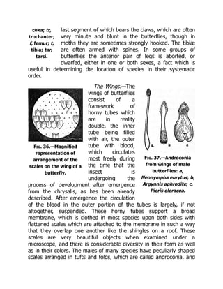 coxa; tr,
trochanter;
f, femur; t,
tibia; tar,
tarsi.
Fig. 36.—Magnified
representation of
arrangement of the
scales on the wing of a
butterfly.
Fig. 37.—Androconia
from wings of male
butterflies: a,
Neonympha eurytus; b,
Argynnis aphrodite; c,
Pieris oleracea.
last segment of which bears the claws, which are often
very minute and blunt in the butterflies, though in
moths they are sometimes strongly hooked. The tibiæ
are often armed with spines. In some groups of
butterflies the anterior pair of legs is aborted, or
dwarfed, either in one or both sexes, a fact which is
useful in determining the location of species in their systematic
order.
The Wings.—The
wings of butterflies
consist of a
framework of
horny tubes which
are in reality
double, the inner
tube being filled
with air, the outer
tube with blood,
which circulates
most freely during
the time that the
insect is
undergoing the
process of development after emergence
from the chrysalis, as has been already
described. After emergence the circulation
of the blood in the outer portion of the tubes is largely, if not
altogether, suspended. These horny tubes support a broad
membrane, which is clothed in most species upon both sides with
flattened scales which are attached to the membrane in such a way
that they overlap one another like the shingles on a roof. These
scales are very beautiful objects when examined under a
microscope, and there is considerable diversity in their form as well
as in their colors. The males of many species have peculiarly shaped
scales arranged in tufts and folds, which are called androconia, and
 