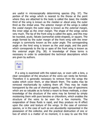 are useful in microscopically determining species (Fig. 37). The
portion of the wings which is nearest to the thorax at the point
where they are attached to the body is called the base; the middle
third of the wing is known as the median or discal area, the outer
third as the limbal area. The anterior margin of the wings is called
the costal margin; the outer edge is known as the external margin,
the inner edge as the inner margin. The shape of the wings varies
very much. The tip of the front wing is called the apex, and this may
be rounded, acute, falcate (somewhat sickle-shaped), or square. The
angle formed by the outer margin of the front wing with the inner
margin is commonly known as the outer angle. The corresponding
angle on the hind wing is known as the anal angle, and the point
which corresponds to the tip or apex of the front wing is known as
the external angle (Fig. 38). A knowledge of these terms is
necessary in order to understand the technical descriptions which
are given by authors.
Plate
III
If a wing is examined with the naked eye, or even with a lens, a
clear conception of the structure of the veins can rarely be formed.
Therefore it is generally necessary to remove from the wings the
scales which cover them, or else bleach them. The scales may be
removed mechanically by rubbing them off. They may be made
transparent by the use of chemical agents. In the case of specimens
which are so valuable as to forbid a resort to these methods, a clear
knowledge of the structure of the veins may be formed by simply
moistening them with pure benzine or chloroform, which enables the
structure of the veins to be seen for a few moments. The
evaporation of these fluids is rapid, and they produce no ill effect
upon the color and texture of the wings. In the case of common
species, or in the case of such as are abundantly represented in the
possession of the collector, and the practical destruction of one or
two of which is a matter of no moment, it is easy to use the first
 