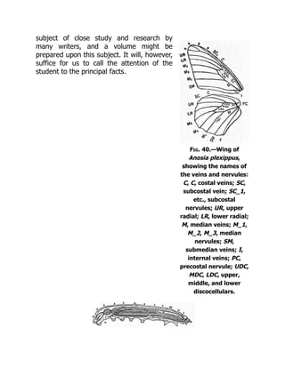 Fig. 40.—Wing of
Anosia plexippus,
showing the names of
the veins and nervules:
C, C, costal veins; SC,
subcostal vein; SC_1,
etc., subcostal
nervules; UR, upper
radial; LR, lower radial;
M, median veins; M_1,
M_2, M_3, median
nervules; SM,
submedian veins; I,
internal veins; PC,
precostal nervule; UDC,
MDC, LDC, upper,
middle, and lower
discocellulars.
subject of close study and research by
many writers, and a volume might be
prepared upon this subject. It will, however,
suffice for us to call the attention of the
student to the principal facts.
 