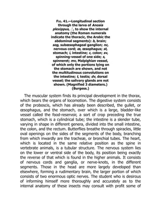 Fig. 41.—Longitudinal section
through the larva of Anosia
plexippus, ♂, to show the internal
anatomy (the Roman numerals
indicate the thoracic, the Arabic the
abdominal segments): b, brain;
sog, subœsophageal ganglion; nc,
nervous cord; œ, œsophagus; st,
stomach; i, intestine; c, colon; sv,
spinning-vessel of one side; s,
spinneret; mv, Malpighian vessel,
of which only the portions lying on
the stomach are shown, and not
the multitudinous convolutions on
the intestine; t, testis; dv, dorsal
vessel; the salivary glands are not
shown. (Magnified 3 diameters.)
(Burgess.)
The muscular system finds its principal development in the thorax,
which bears the organs of locomotion. The digestive system consists
of the proboscis, which has already been described, the gullet, or
œsophagus, and the stomach, over which is a large, bladder-like
vessel called the food-reservoir, a sort of crop preceding the true
stomach, which is a cylindrical tube; the intestine is a slender tube,
varying in shape in different genera, divided into the small intestine,
the colon, and the rectum. Butterflies breathe through spiracles, little
oval openings on the sides of the segments of the body, branching
from which inwardly are the tracheæ, or bronchial tubes. The heart,
which is located in the same relative position as the spine in
vertebrate animals, is a tubular structure. The nervous system lies
on the lower or ventral side of the body, its position being exactly
the reverse of that which is found in the higher animals. It consists
of nervous cords and ganglia, or nerve-knots, in the different
segments. Those in the head are more largely developed than
elsewhere, forming a rudimentary brain, the larger portion of which
consists of two enormous optic nerves. The student who is desirous
of informing himself more thoroughly and accurately as to the
internal anatomy of these insects may consult with profit some of
 