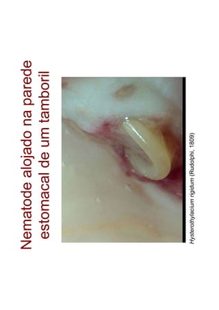 Hysterothylaciumrigidum(Rudolphi,1809)
 