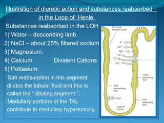 Diuretics and antidiuretics explaining mechanism of action, therapeutic ...