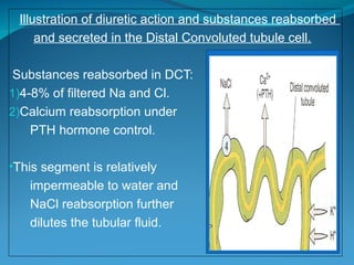 Diuretics and antidiuretics explaining mechanism of action, therapeutic ...