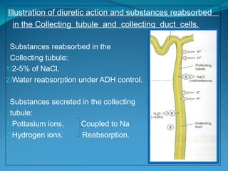 Diuretics and antidiuretics explaining mechanism of action, therapeutic ...