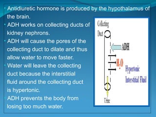 Diuretics and antidiuretics explaining mechanism of action, therapeutic ...