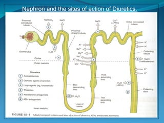 Diuretics and antidiuretics explaining mechanism of action, therapeutic ...