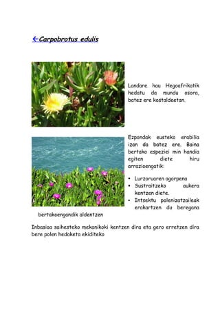 Carpobrotus edulis




                                      Landare hau Hegoafrikatik
                                      hedatu da mundu osora,
                                      batez ere kostaldeetan.




                                      Ezpondak eusteko erabilia
                                      izan da batez ere. Baina
                                      bertako espeziei min handia
                                      egiten       diete     hiru
                                      arrazioengatik:

                                       Lurzoruaren agorpena
                                       Sustraitzeko      aukera
                                        kentzen diete.
                                       Intsektu polenizatzaileak
                                        erakartzen du beregana
  bertakoengandik aldentzen

Inbasioa saihesteko mekanikoki kentzen dira eta gero erretzen dira
bere polen hedaketa ekiditeko
 