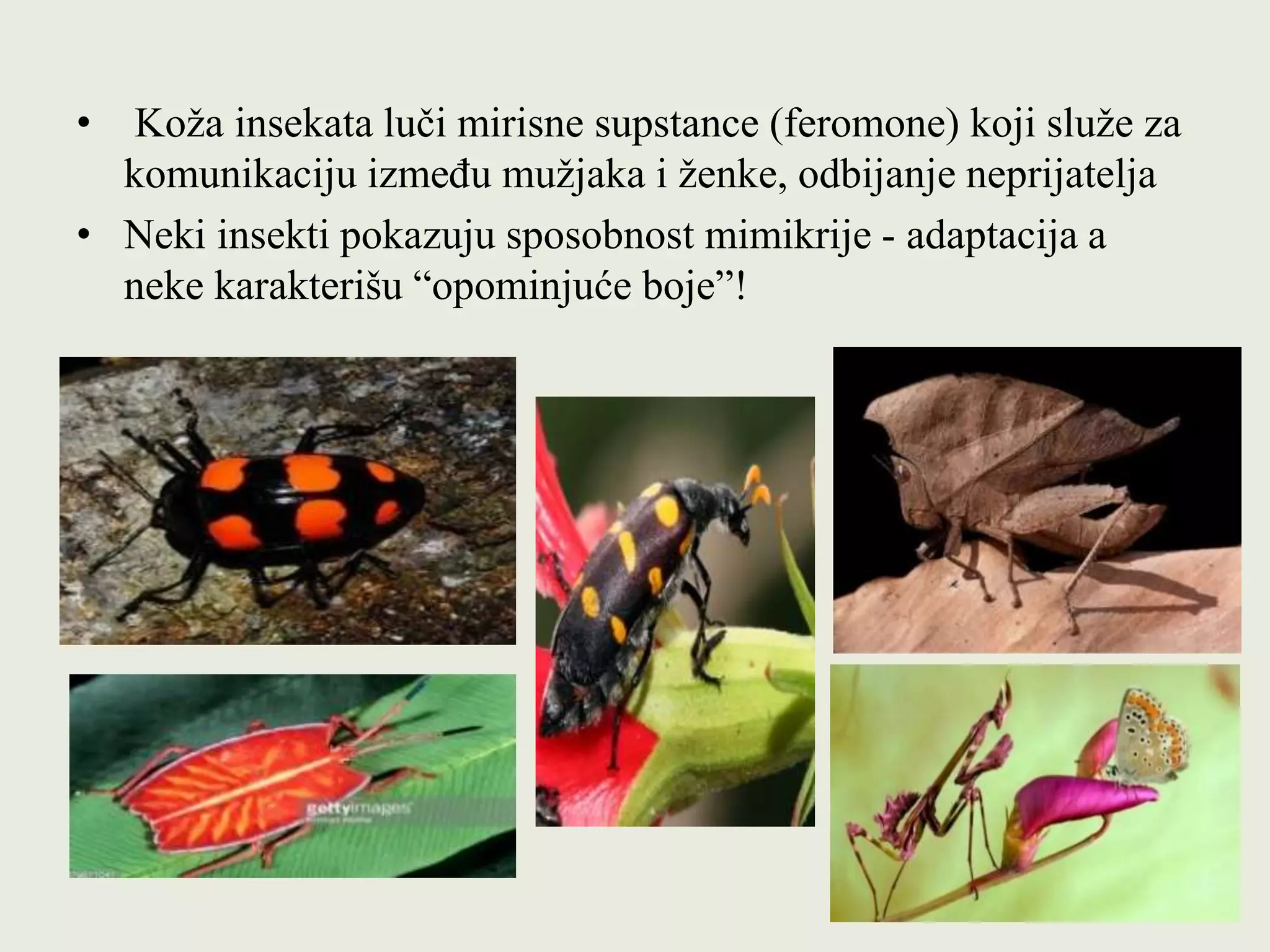 Manjenje Insect 67. 68. nastavna jedinica | PPT