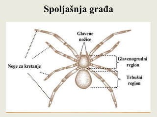 Spoljašnja građa
 
