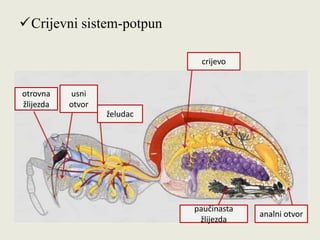 Crijevni sistem-potpun
otrovna
žlijezda
usni
otvor
želudac
paučinasta
žlijezda
analni otvor
crijevo
 