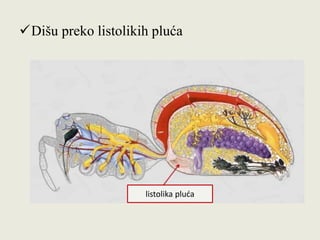 Dišu preko listolikih pluća
listolika pluća
 