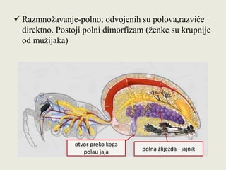  Razmnožavanje-polno; odvojenih su polova,razviće
direktno. Postoji polni dimorfizam (ženke su krupnije
od mužijaka)
otvor preko koga
polau jaja polna žlijezda - jajnik
 