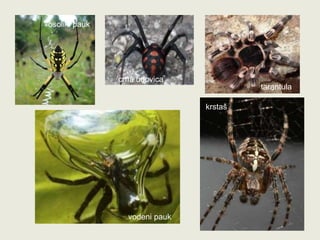 krstaš
tarantula
crna udovica
vodeni pauk
osoliki pauk
 