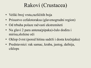 Rakovi (Crustacea)
• Veliki broj vrsta,različitih boja
• Prisustvo cefalotoraksa (glavenogrudni region)
• Od trbuha polaze račvasti ekstremiteti
• Na glavi 2 para antena(pipaka)-čulo dodira i
mirisa,složene oči
• Oklop čvrst (pored hitina sadrži i dosta krečnjaka)
• Predstavnici: rak samac, kraba, jastog, dafnija,
ciklops
 
