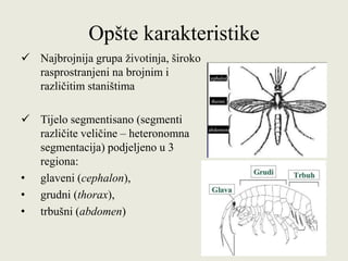 Opšte karakteristike
 Najbrojnija grupa životinja, široko
rasprostranjeni na brojnim i
različitim staništima
 Tijelo segmentisano (segmenti
različite veličine – heteronomna
segmentacija) podjeljeno u 3
regiona:
• glaveni (cephalon),
• grudni (thorax),
• trbušni (abdomen)
 