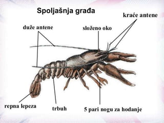 Spoljašnja građa
 