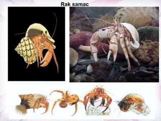 Rak samac
 