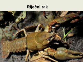 Riječni rak
 