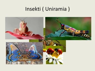 Insekti ( Uniramia )
 