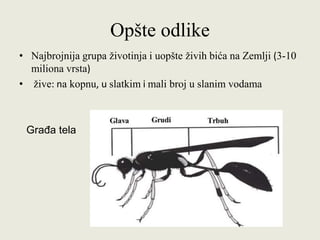 Opšte odlike
• Najbrojnija grupa životinja i uopšte živih bića na Zemlji (3-10
miliona vrsta)
• žive: na kopnu, u slatkim i mali broj u slanim vodama
Građa tela
 