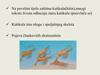  Na površini tijela zaštitna kutikula(hitin),mnogi
tokom života odbacuju staru kutikulu (presvlače se)
 Kutikula ima ulogu i spoljašnjeg skeleta
 Pojava člankovitih ekstremiteta
 