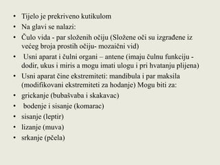 • Tijelo je prekriveno kutikulom
• Na glavi se nalazi:
• Čulo vida - par složenih očiju (Složene oči su izgrađene iz
većeg broja prostih očiju- mozaični vid)
• Usni aparat i čulni organi – antene (imaju čulnu funkciju -
dodir, ukus i miris a mogu imati ulogu i pri hvatanju plijena)
• Usni aparat čine ekstremiteti: mandibula i par maksila
(modifikovani ekstremiteti za hodanje) Mogu biti za:
• grickanje (bubašvaba i skakavac)
• bodenje i sisanje (komarac)
• sisanje (leptir)
• lizanje (muva)
• srkanje (pčela)
 