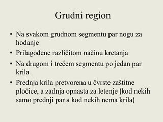 Grudni region
• Na svakom grudnom segmentu par nogu za
hodanje
• Prilagođene različitom načinu kretanja
• Na drugom i trećem segmentu po jedan par
krila
• Prednja krila pretvorena u čvrste zaštitne
pločice, a zadnja opnasta za letenje (kod nekih
samo prednji par a kod nekih nema krila)
 