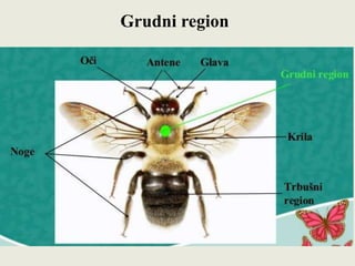 Grudni region
 