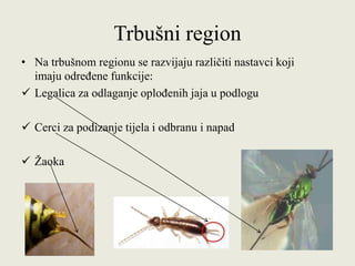 Trbušni region
• Na trbušnom regionu se razvijaju različiti nastavci koji
imaju određene funkcije:
 Legalica za odlaganje oplođenih jaja u podlogu
 Cerci za podizanje tijela i odbranu i napad
 Žaoka
 