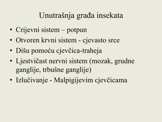 Unutrašnja građa insekata
• Crijevni sistem – potpun
• Otvoren krvni sistem - cjevasto srce
• Dišu pomoću cjevčica-traheja
• Ljestvičast nervni sistem (mozak, grudne
ganglije, trbušne ganglije)
• Izlučivanje - Malpigijevim cjevčicama
 