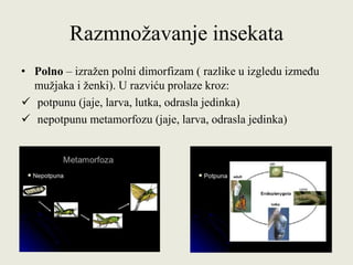 Razmnožavanje insekata
• Polno – izražen polni dimorfizam ( razlike u izgledu između
mužjaka i ženki). U razviću prolaze kroz:
 potpunu (jaje, larva, lutka, odrasla jedinka)
 nepotpunu metamorfozu (jaje, larva, odrasla jedinka)
 