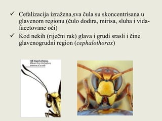  Cefalizacija izražena,sva čula su skoncentrisana u
glavenom regionu (čulo dodira, mirisa, sluha i vida-
facetovane oči)
 Kod nekih (riječni rak) glava i grudi srasli i čine
glavenogrudni region (cephalothorax)
 