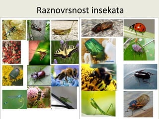 Raznovrsnost insekata
 