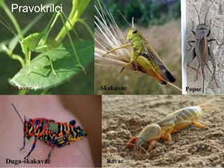 Pravokrilci
 