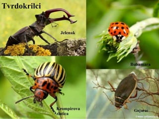 Tvrdokrilci
 