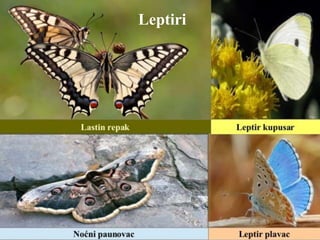 Leptiri
 