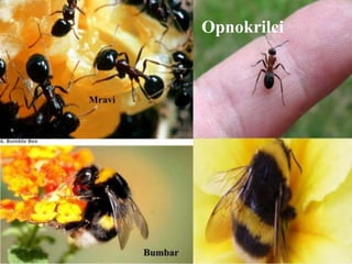 Opnokrilci
 