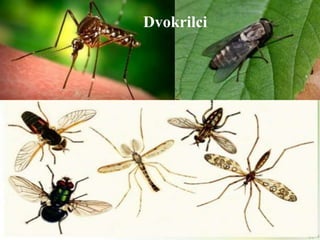 Dvokrilci
 