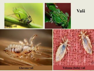 Vaši
Biljna vaš
 