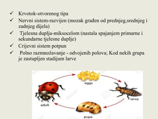  Krvotok-otvorenog tipa
 Nervni sistem-razvijen (mozak građen od prednjeg,srednjeg i
zadnjeg dijela)
 Tjelesna duplja-miksocelom (nastala spajanjem primarne i
sekundarne tjelesne duplje)
 Crijevni sistem potpun
 Polno razmnožavanje - odvojenih polova; Kod nekih grupa
je zastupljen stadijum larve
 