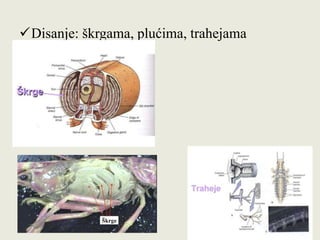 Disanje: škrgama, plućima, trahejama
 