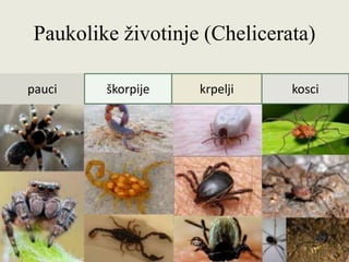Paukolike životinje (Chelicerata)
pauci škorpije krpelji kosci
 